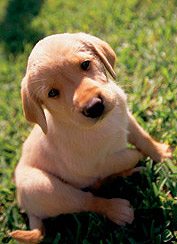 showing an example of a photograph with no border