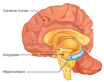 Areas of the Brain